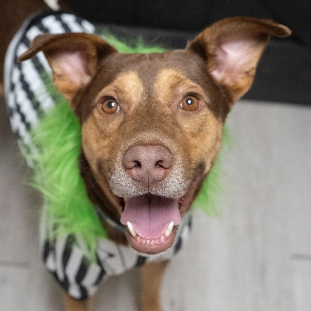 Bobby (Adoption Fee-SPONSORED!)