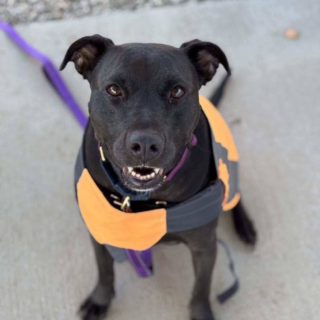 Koda