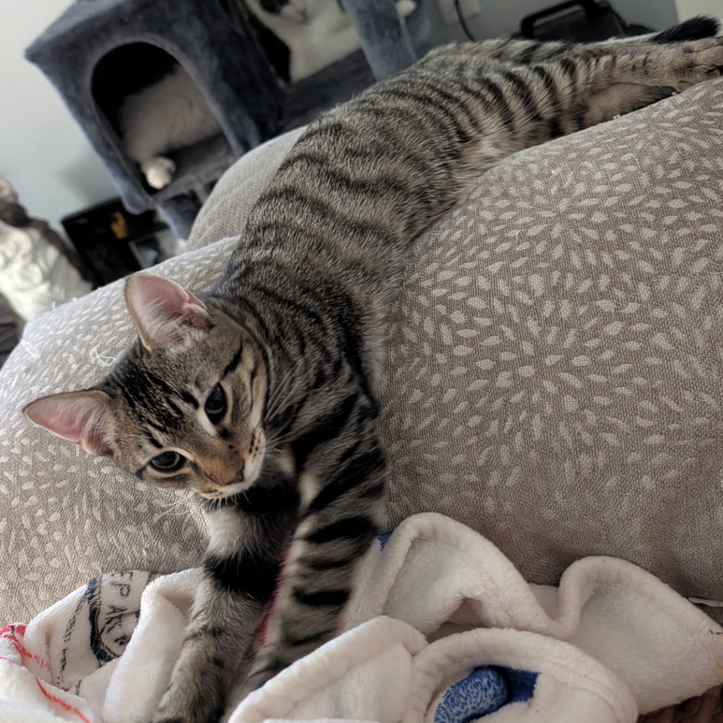 Piper