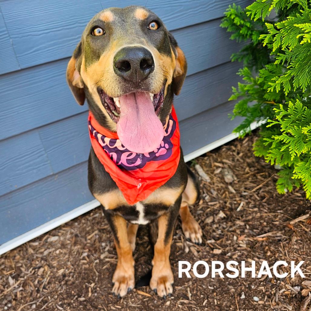 Rorshack