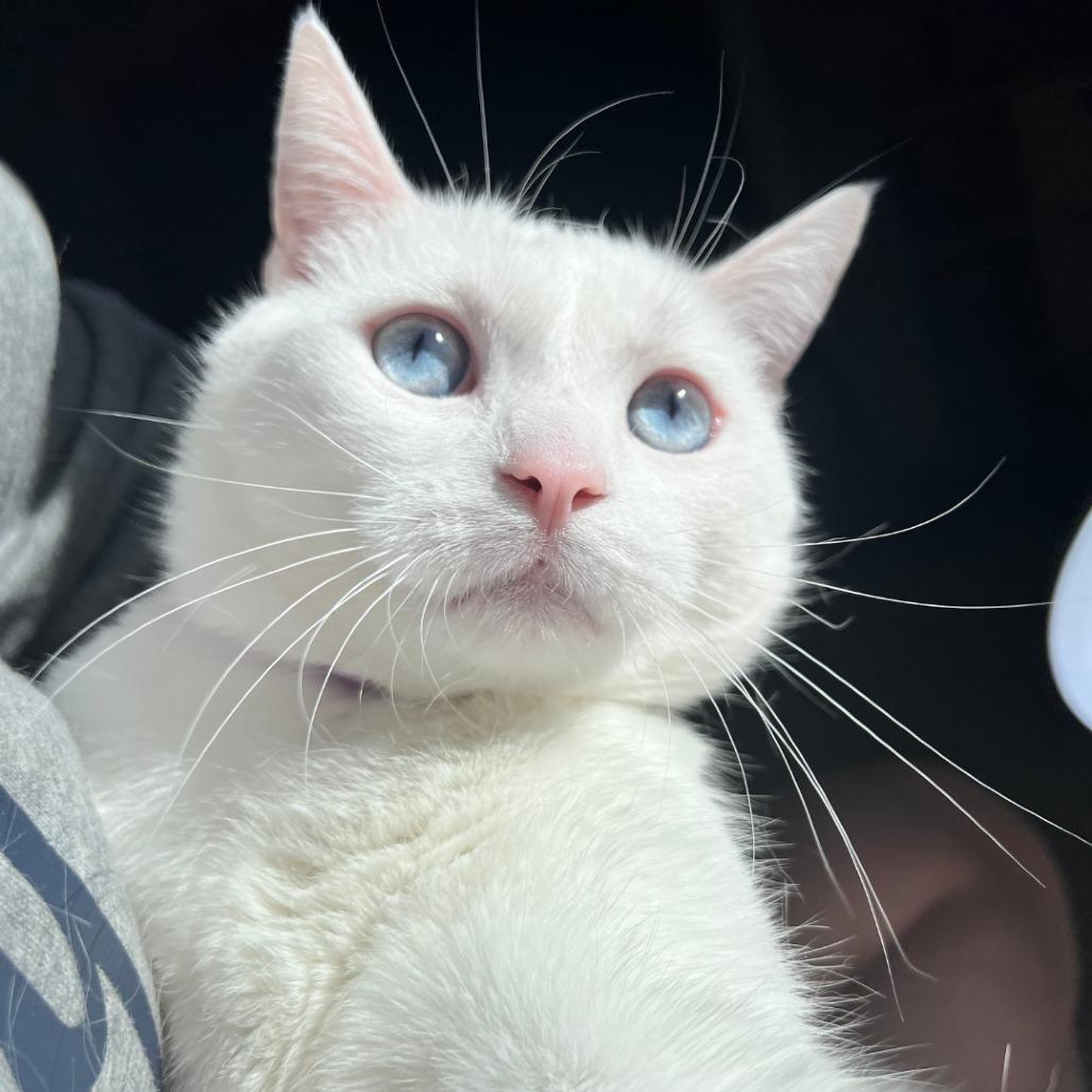 Koko