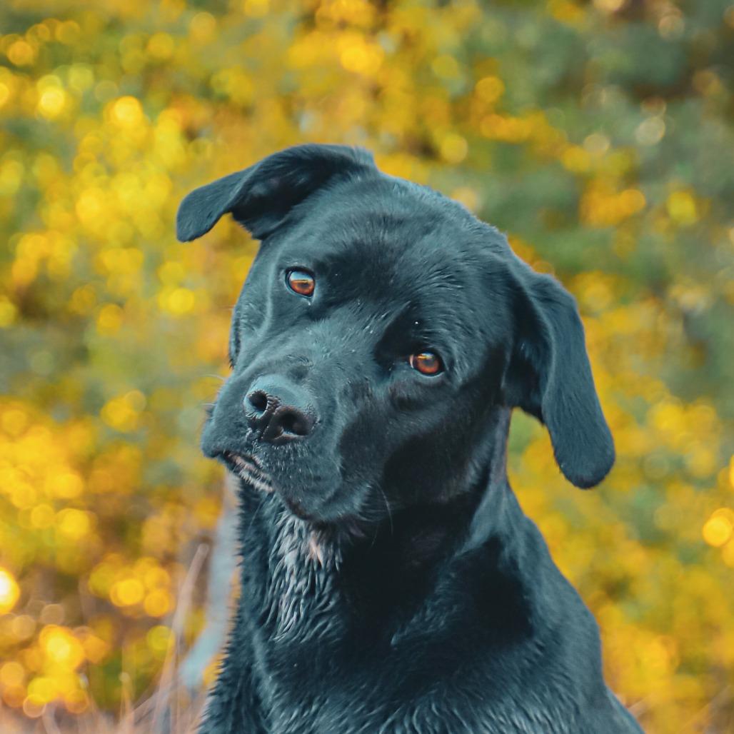 Chloe