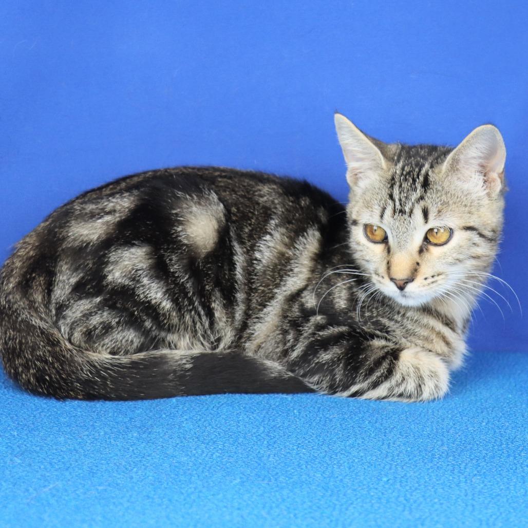 Sherbert - 082502U