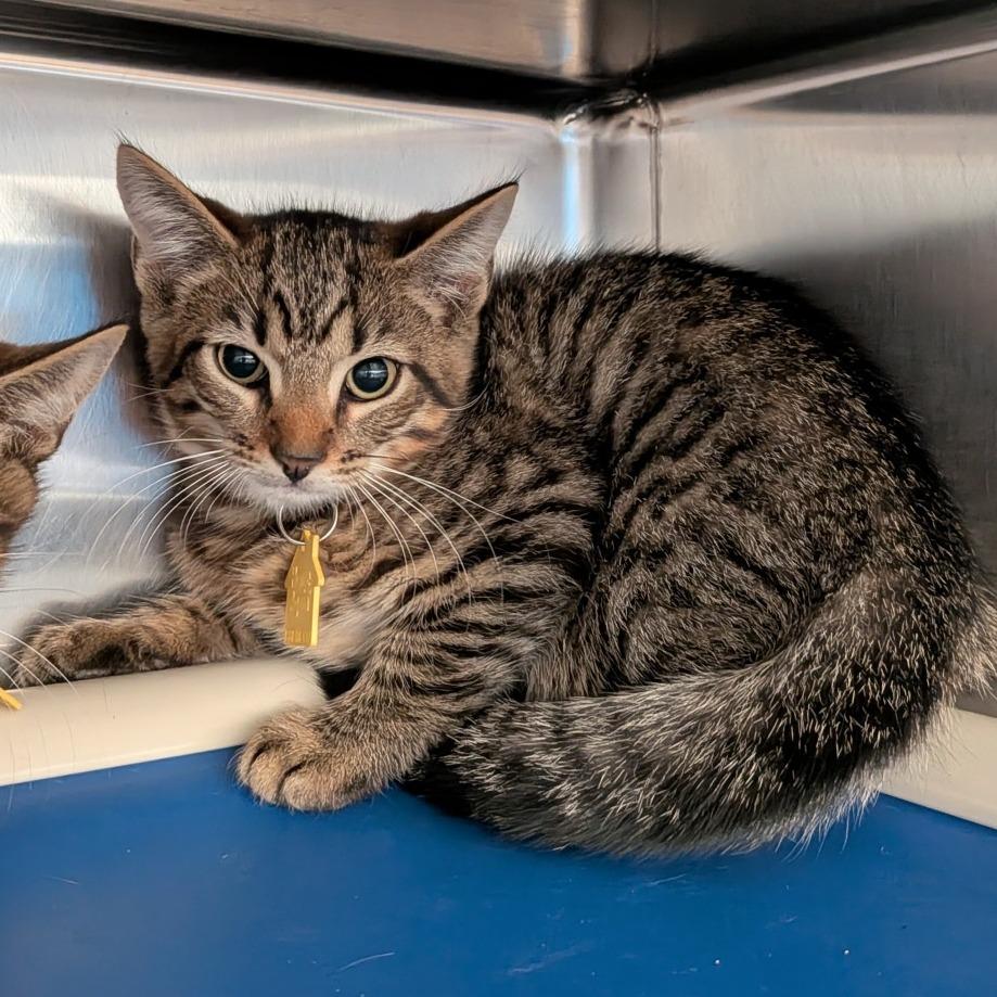 Macie-Tiny Spirit Kitten 