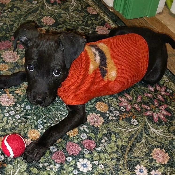 Colby (Orange collar)