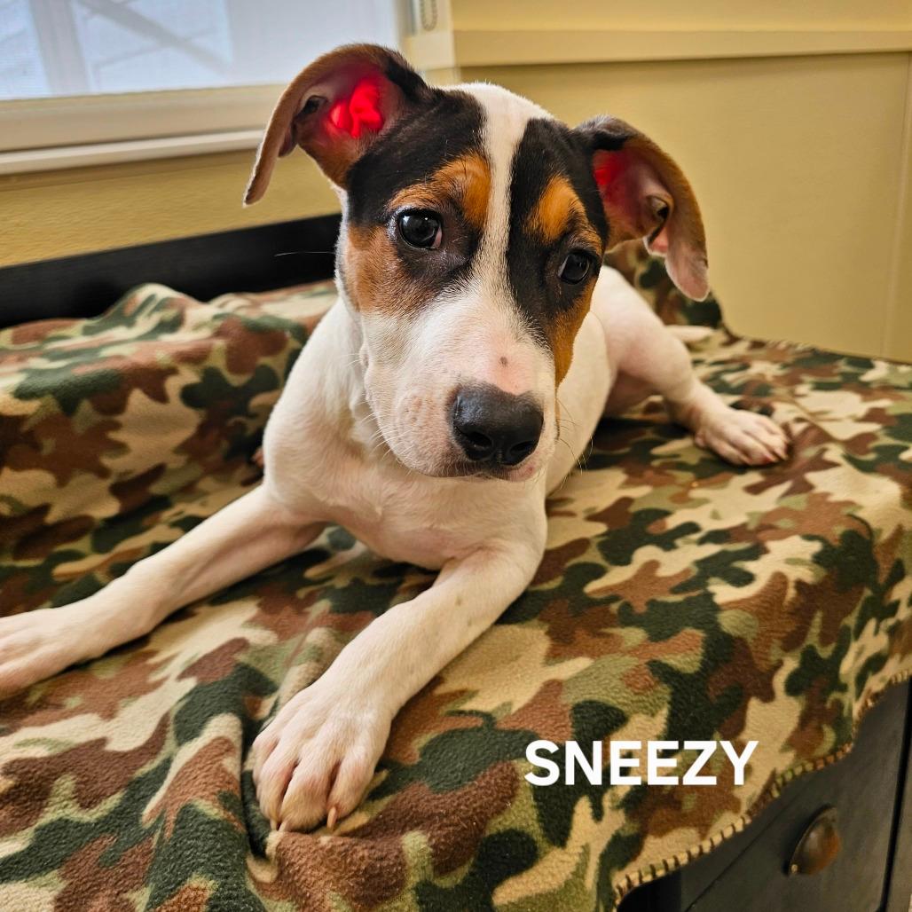 Sneezy