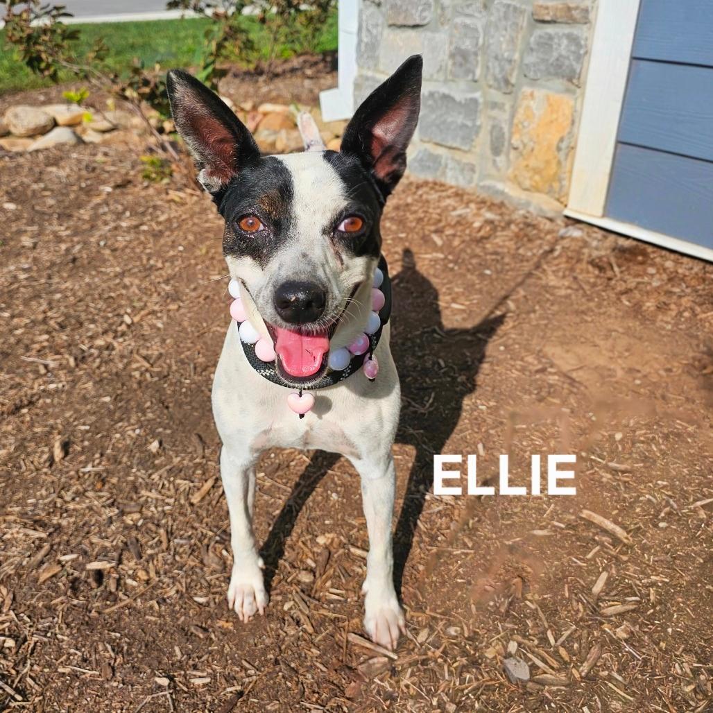 Ellie