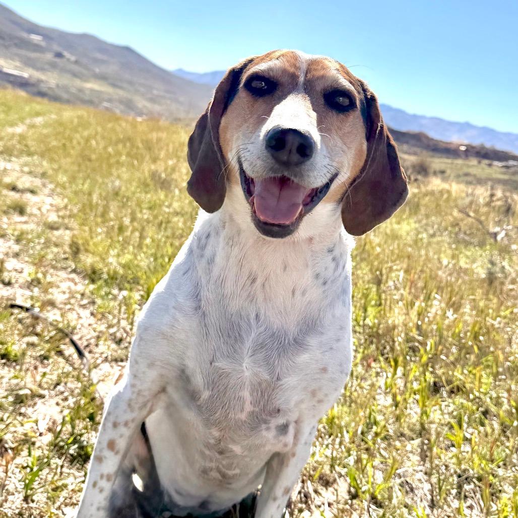 Gracie