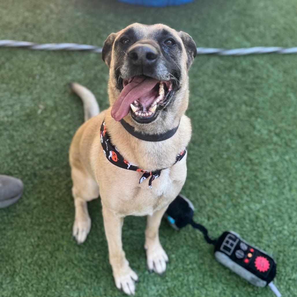 Koda