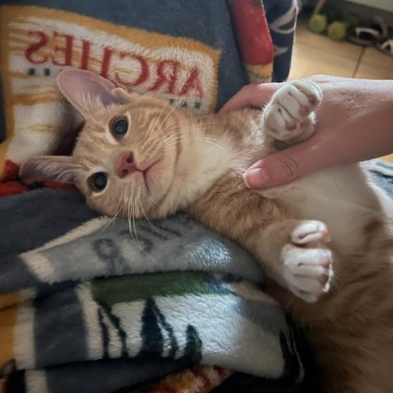 Rex