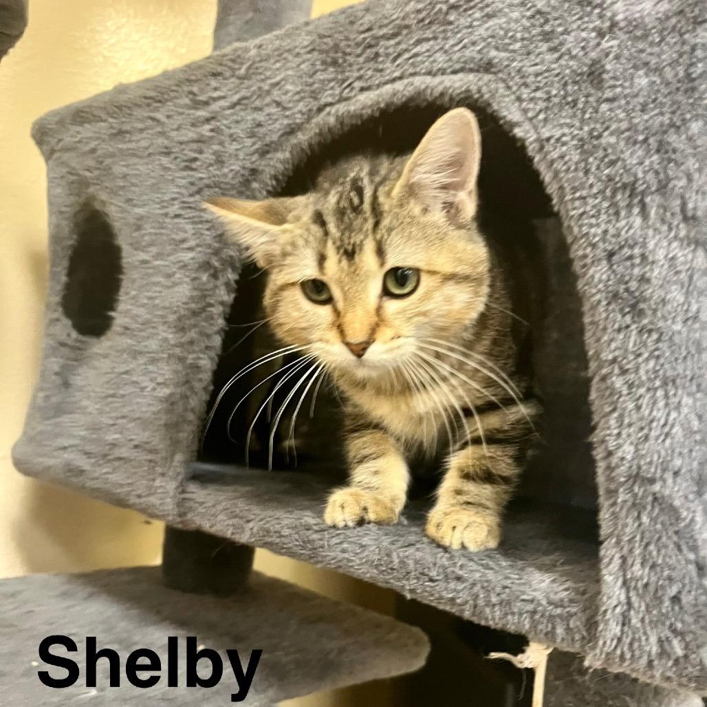 Shelby