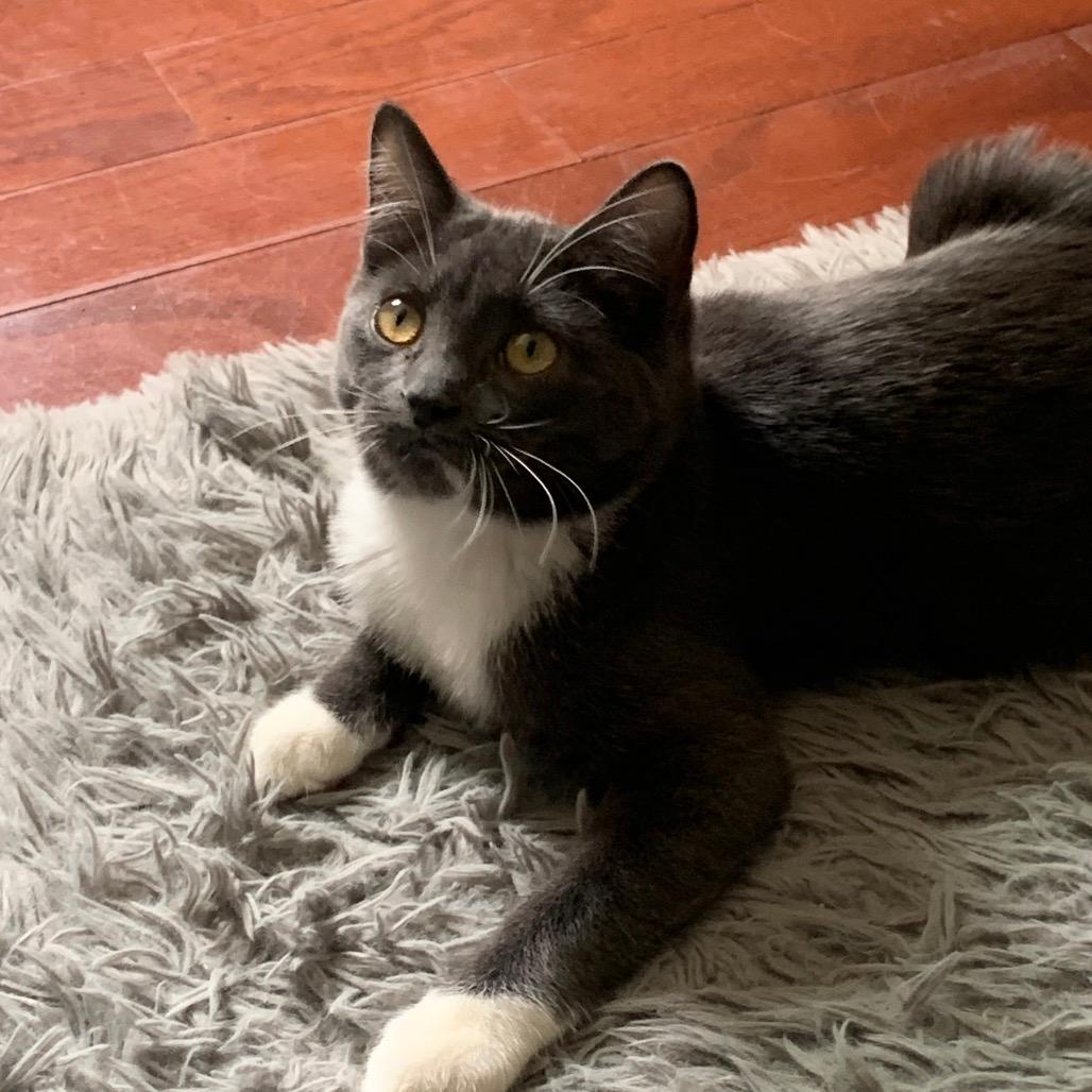 Emmy (Monroe ACO Kitten 2)