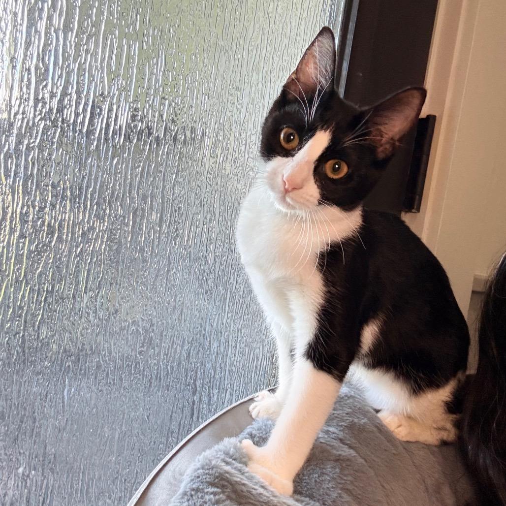 Calypso