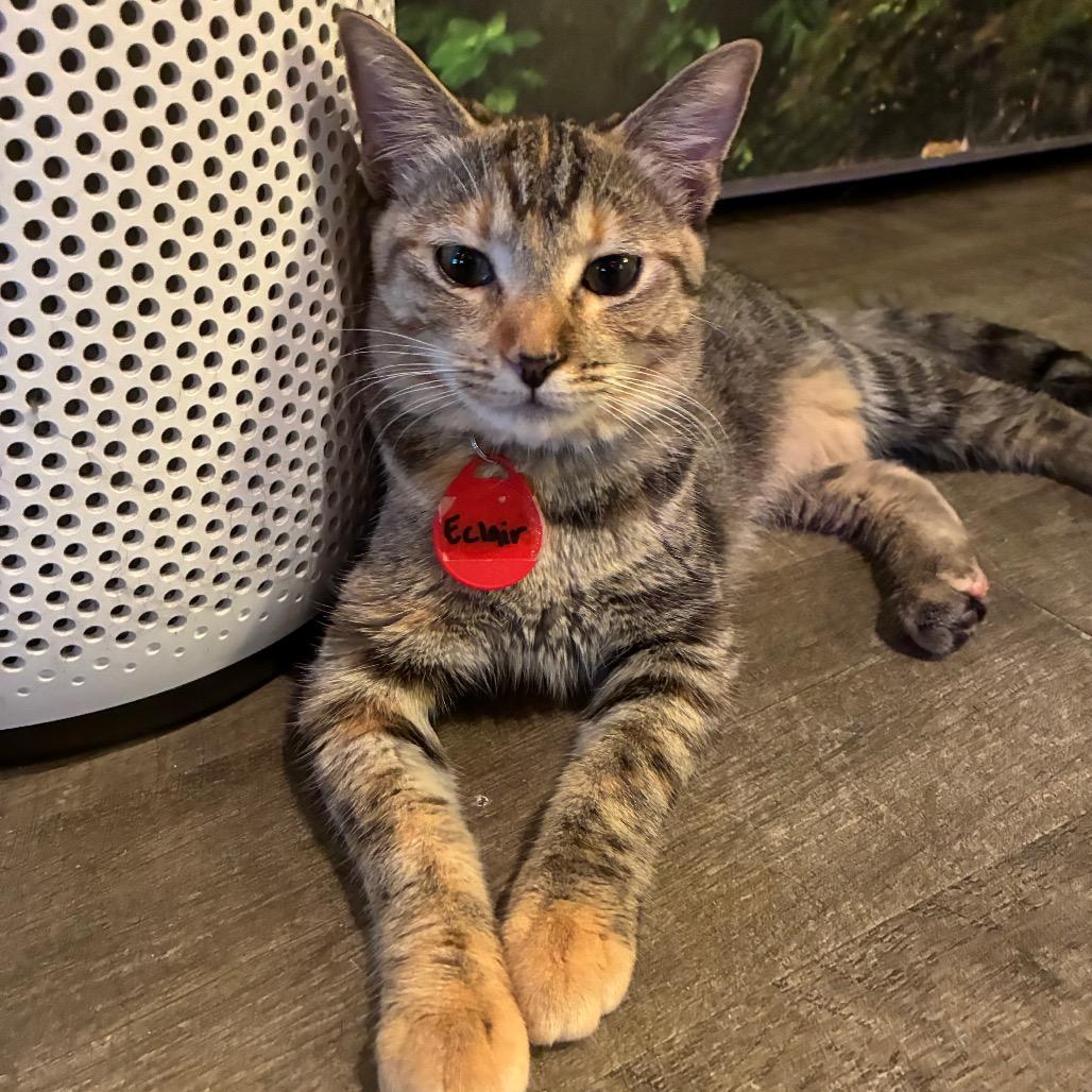 Eclair (cat cafe adoption)