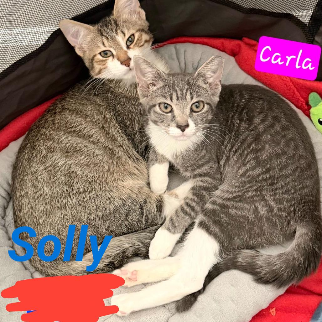 Solly