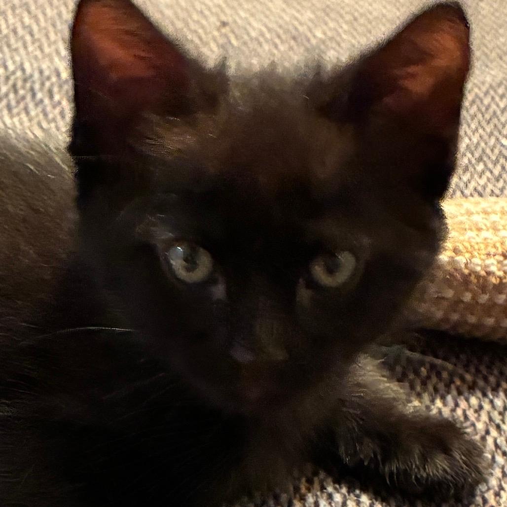 Roki