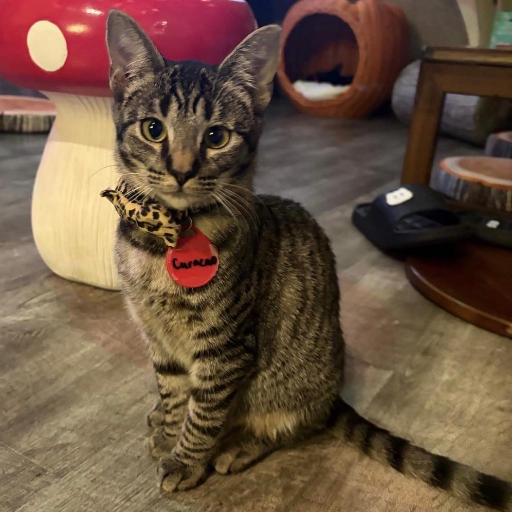 Curaçao (cat cafe adoption)