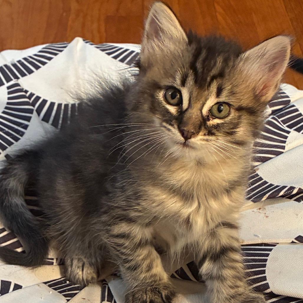 Mookie
