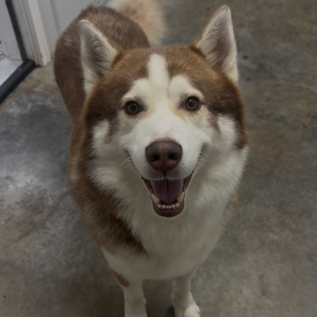 Blitzen
