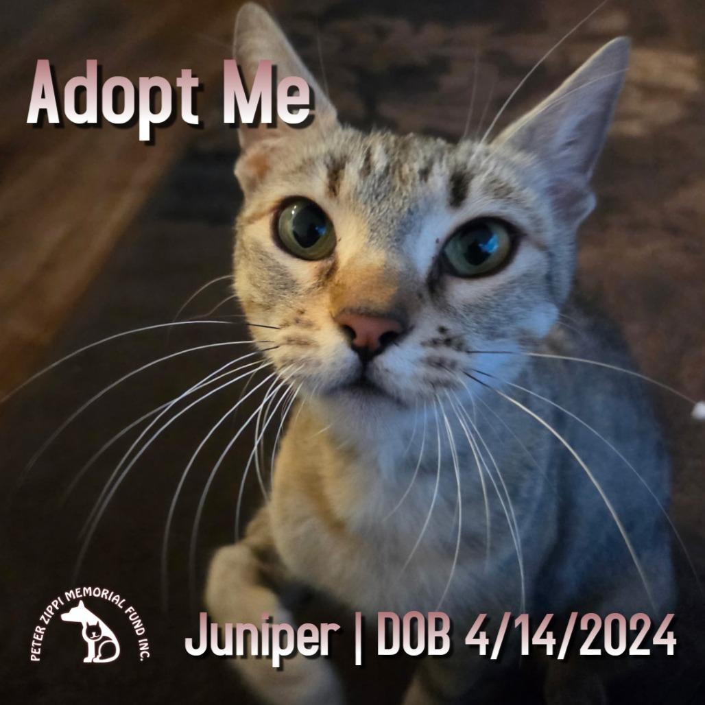 Juniper X013