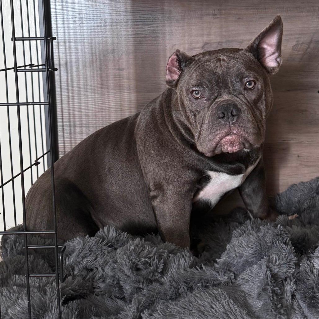 Hanna Hippo