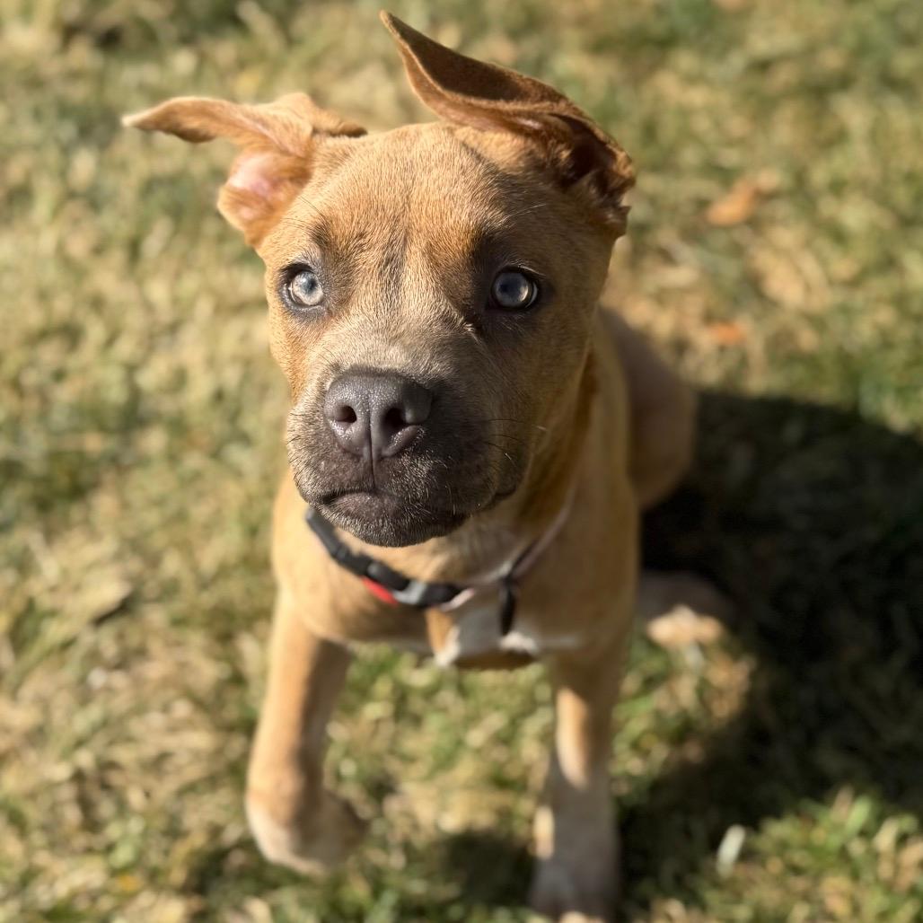 Chilli Pup