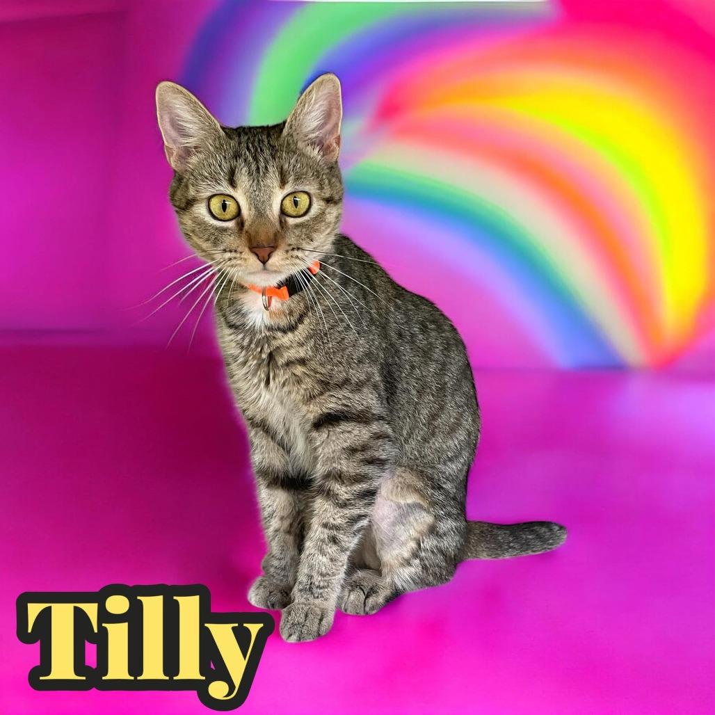 Tilly