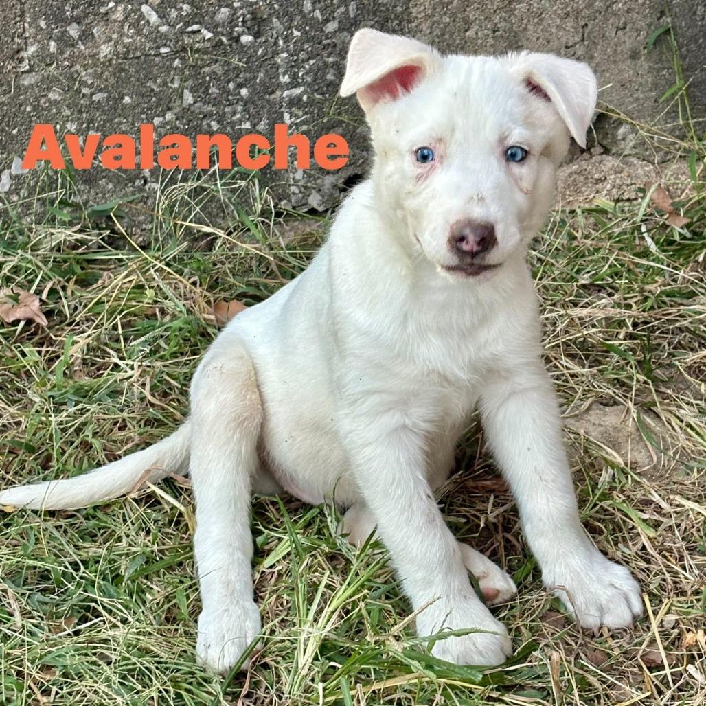 Avalanche