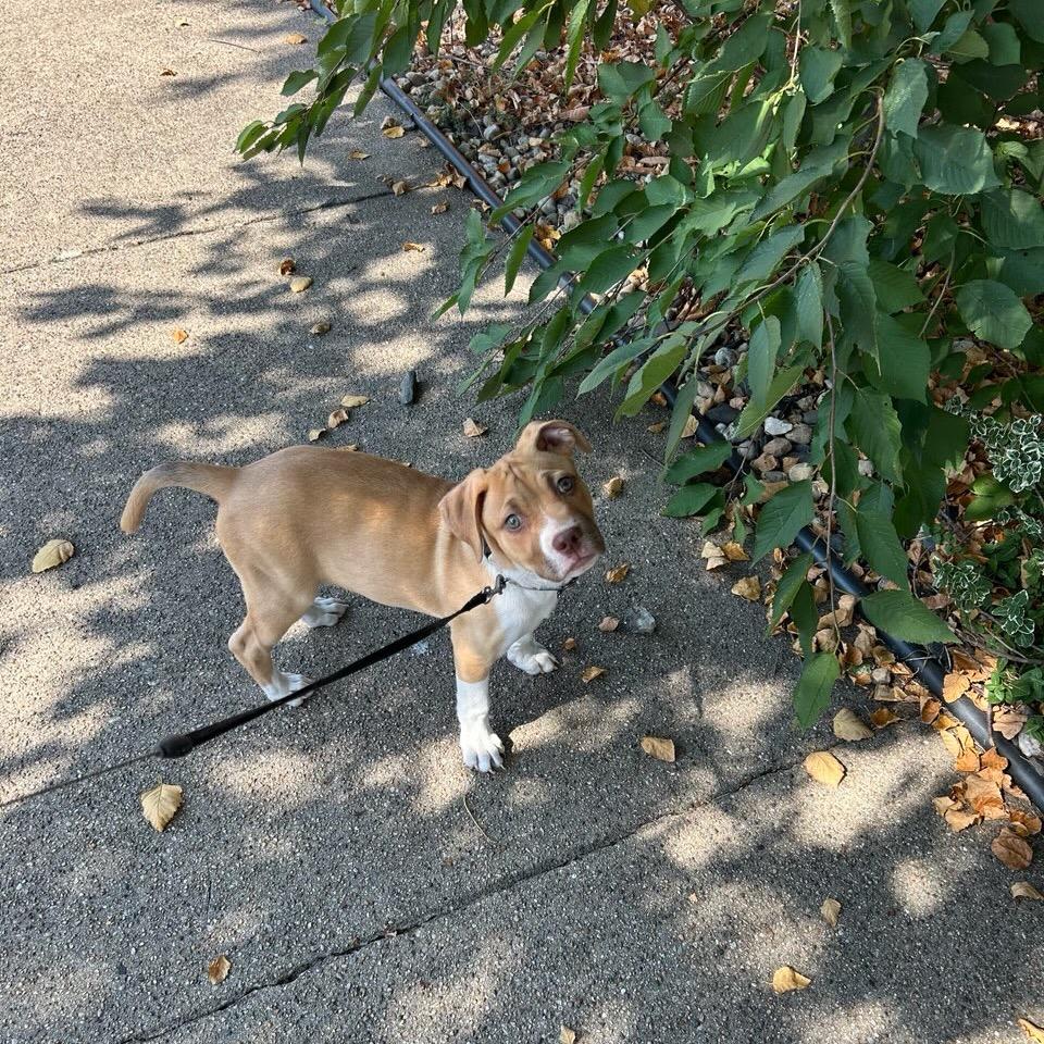 Tootsie