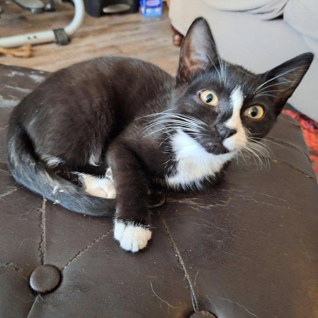 Xena