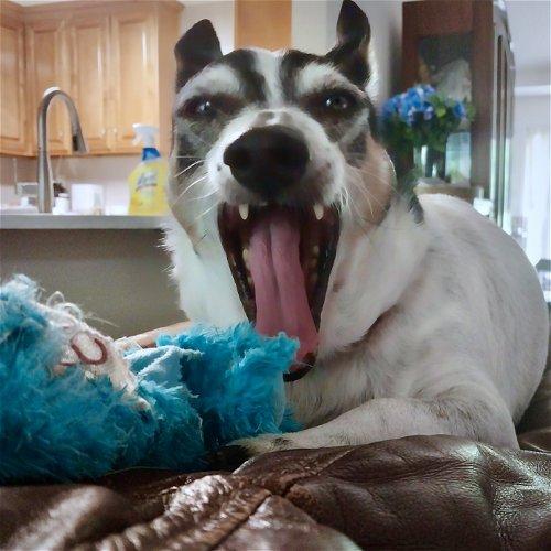 Adoptable Dogs & Puppies in Atlanta, GA