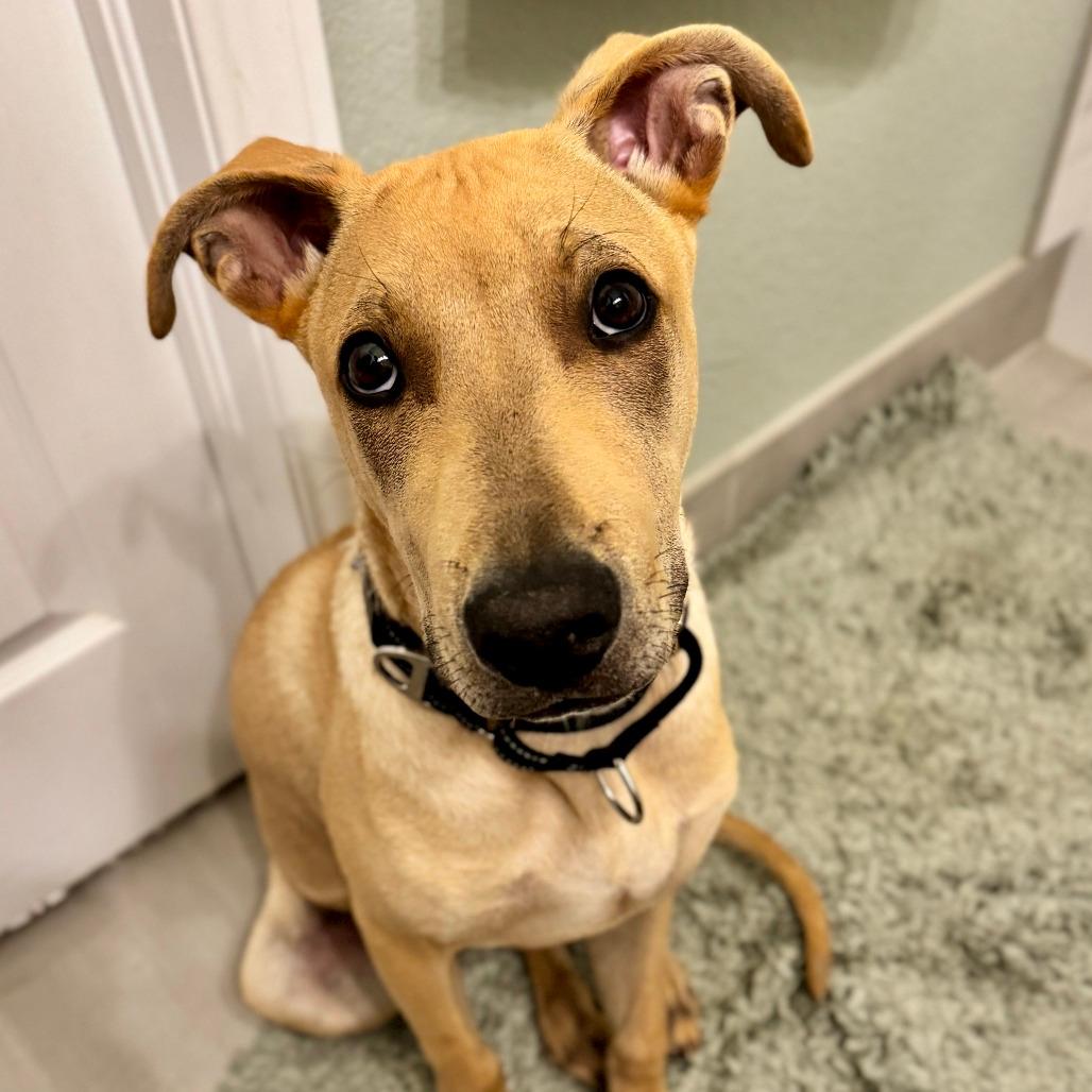 Paco
