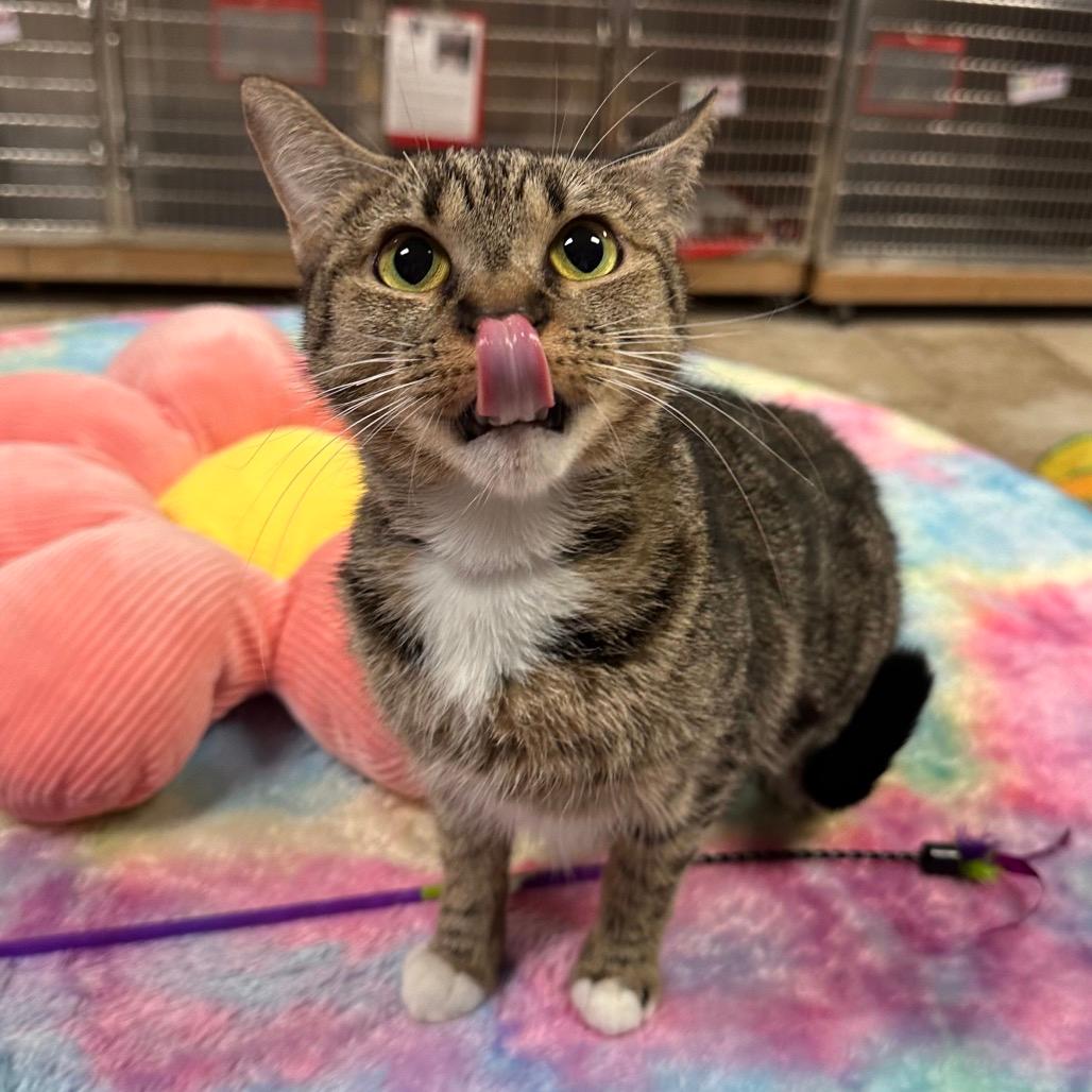 Lani
