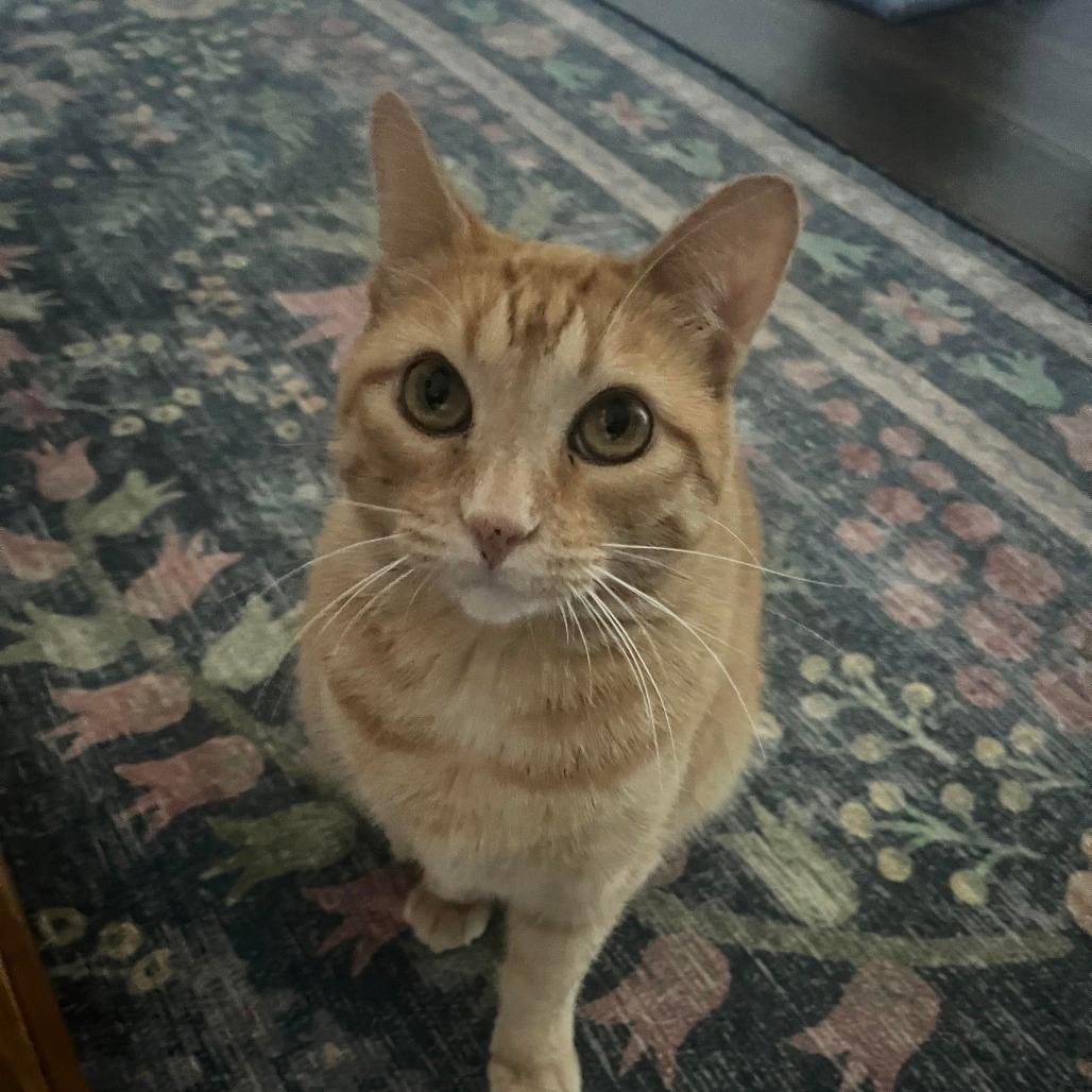 Butters