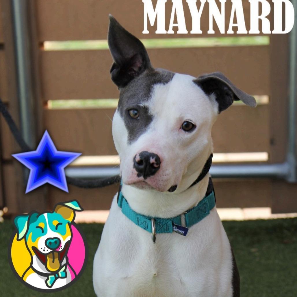 Maynard
