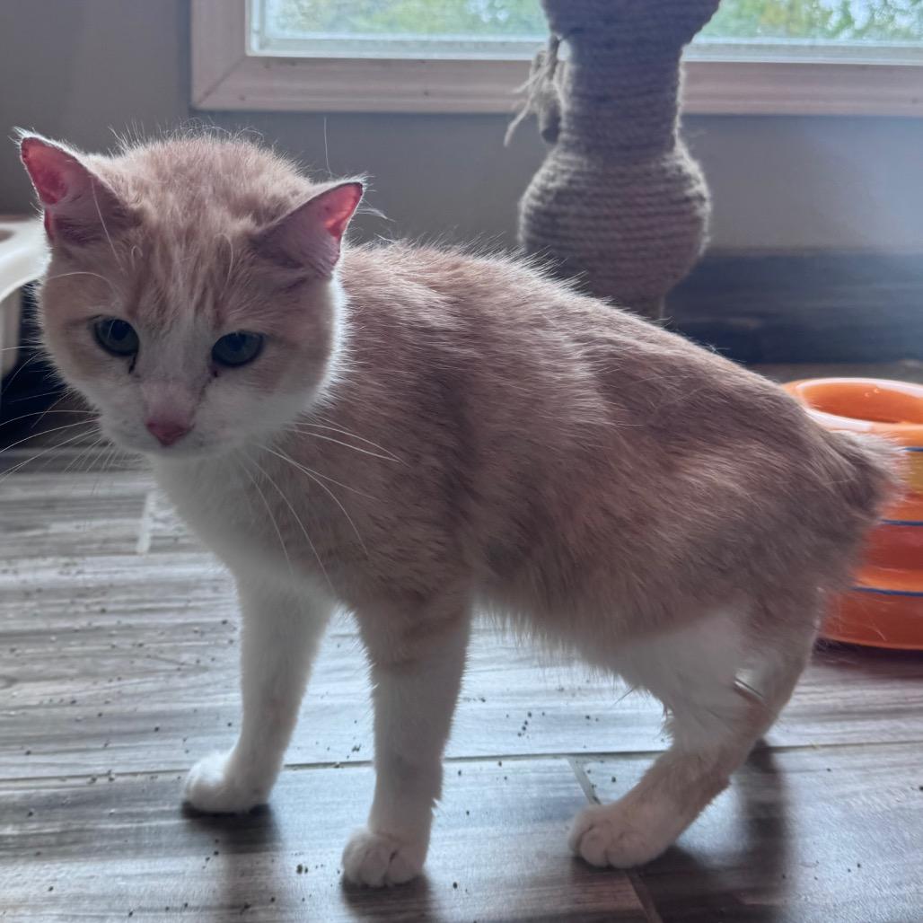 Fern (bonded to Moochi)