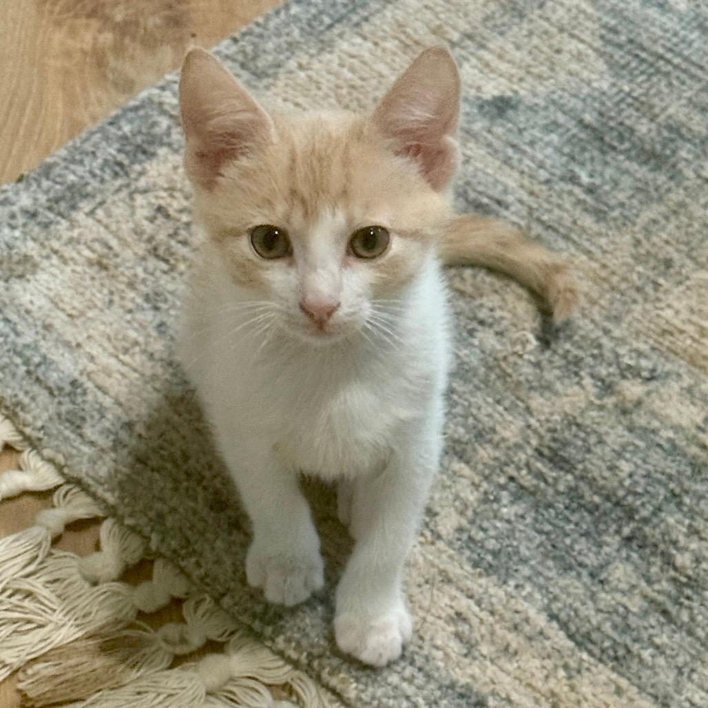 Yoda