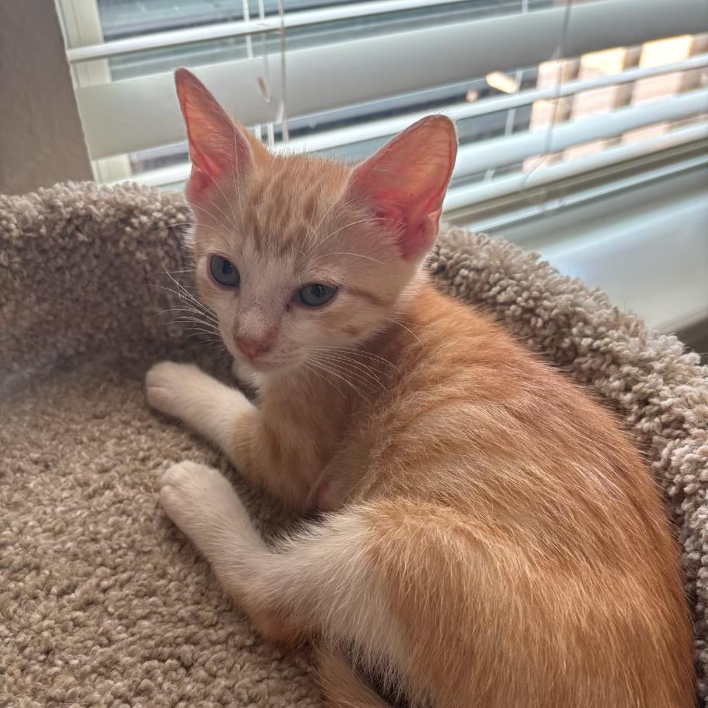 Ginger