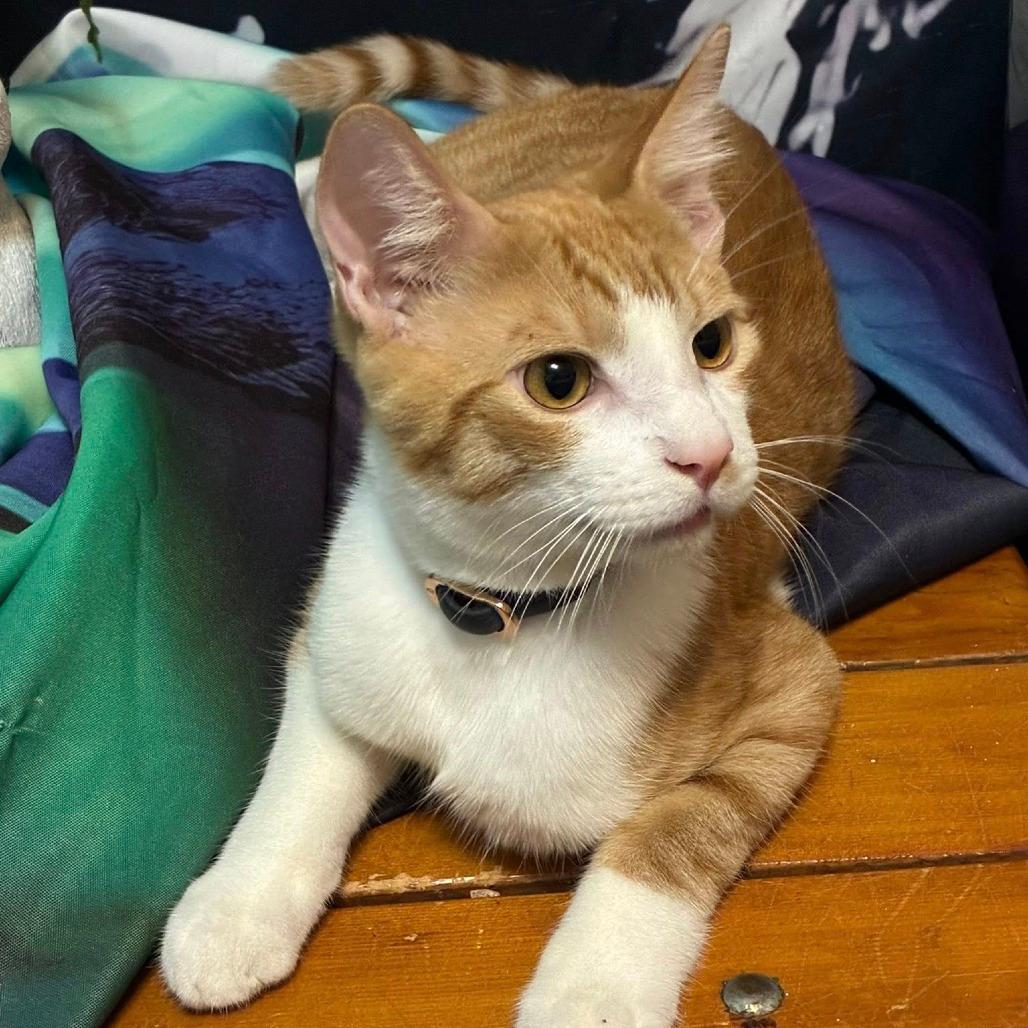 Ginger