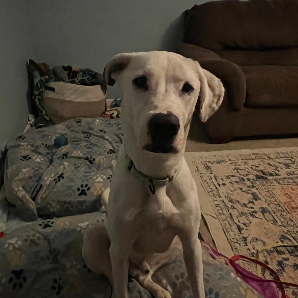 Hoosa Gooboi