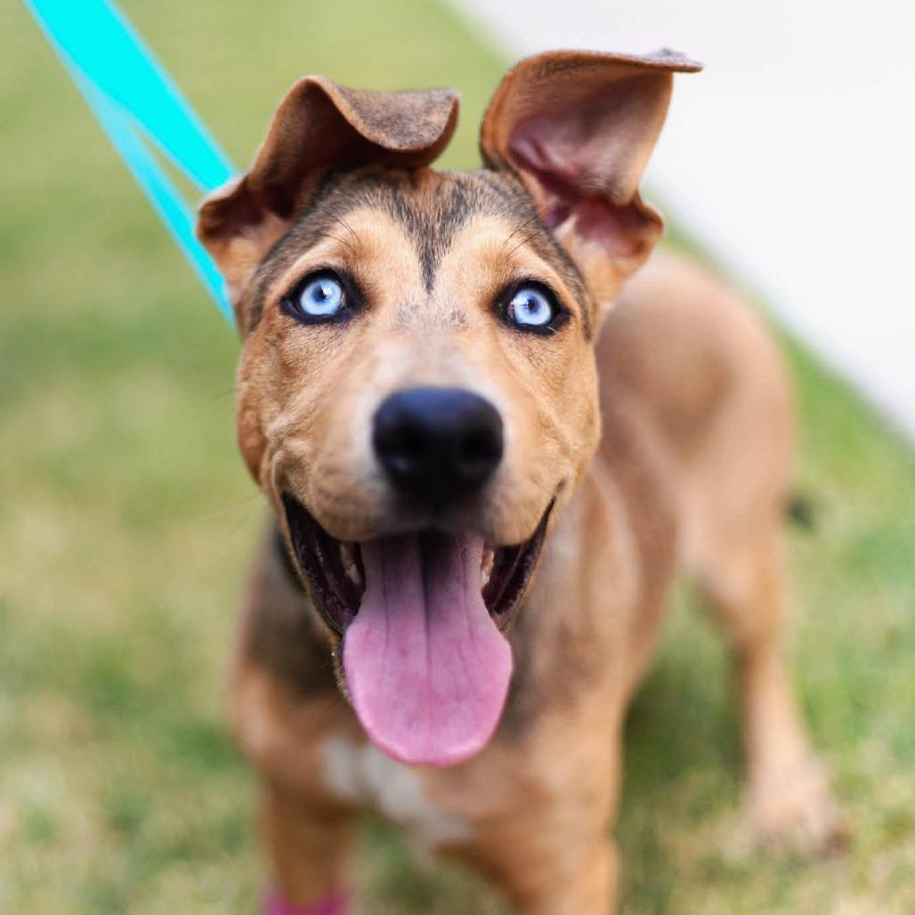 Honey (TBD)