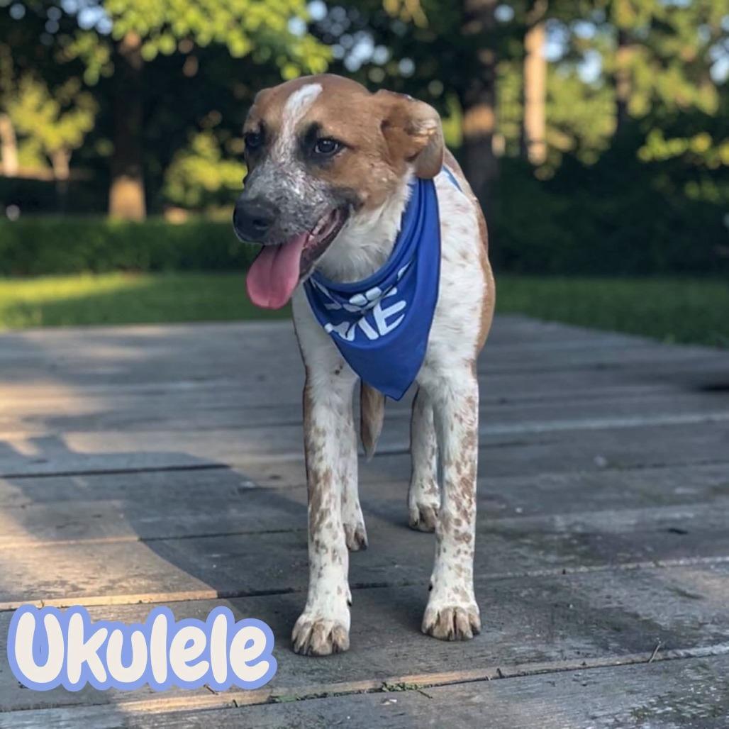 Ukulele
