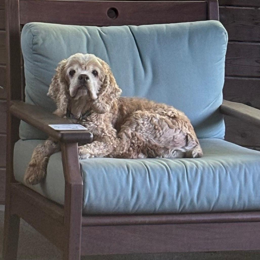 Buddy