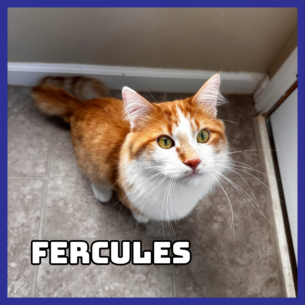 Furcules (Bonded to Hayes)