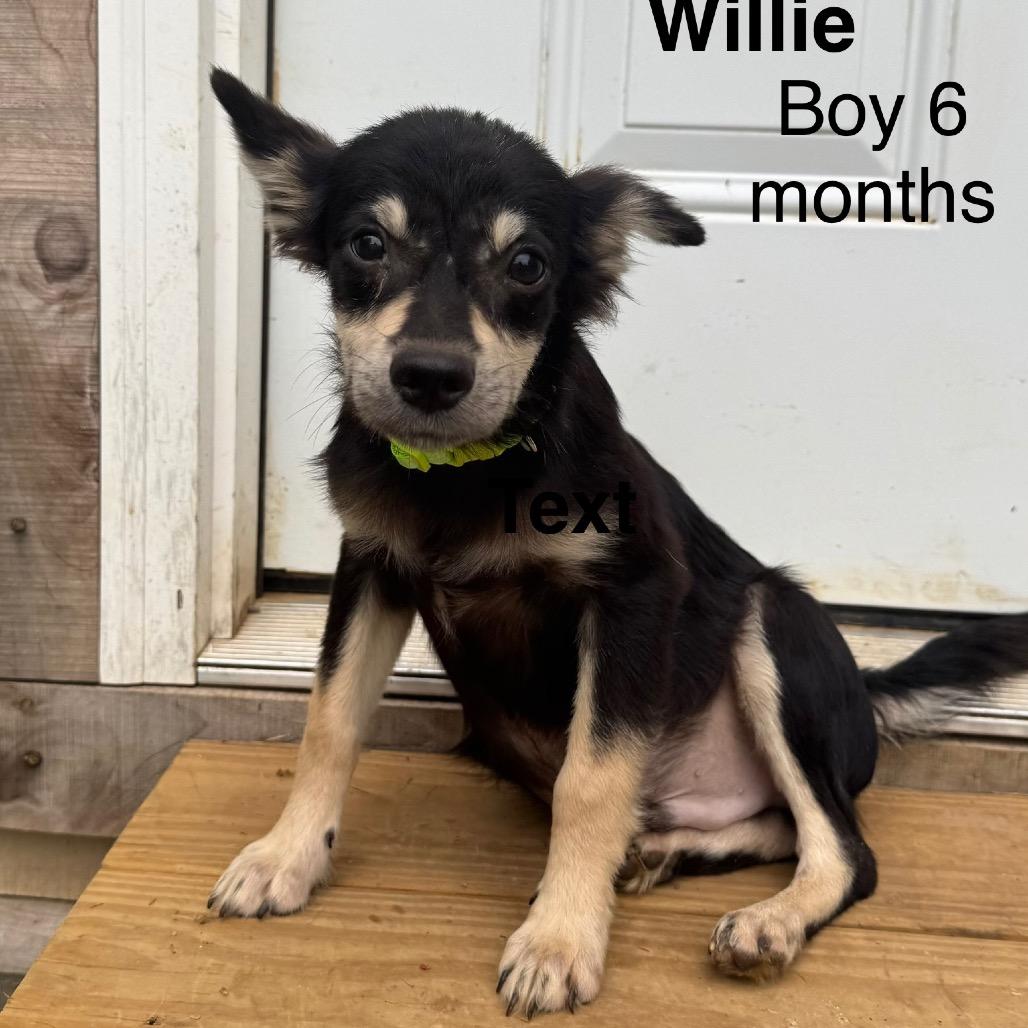 Willie