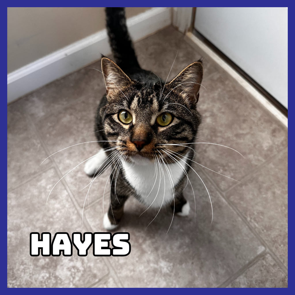 Hayes (Bonded to Furcules)