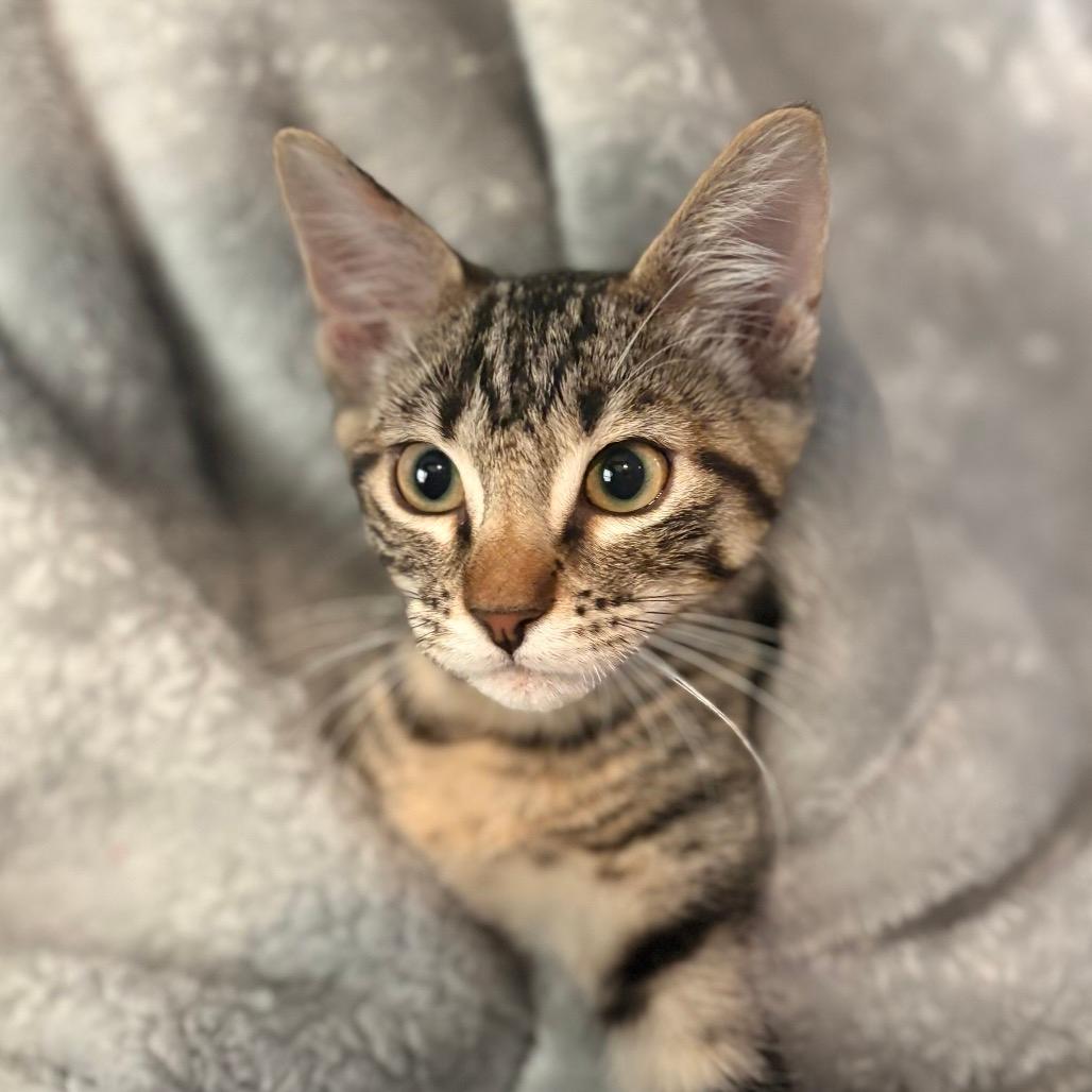 O'Malley