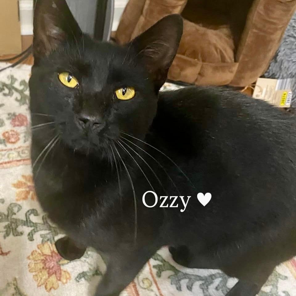 Ozzy