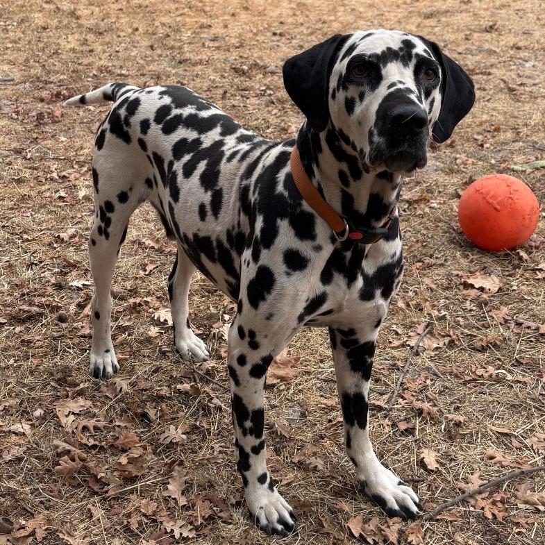 Domino