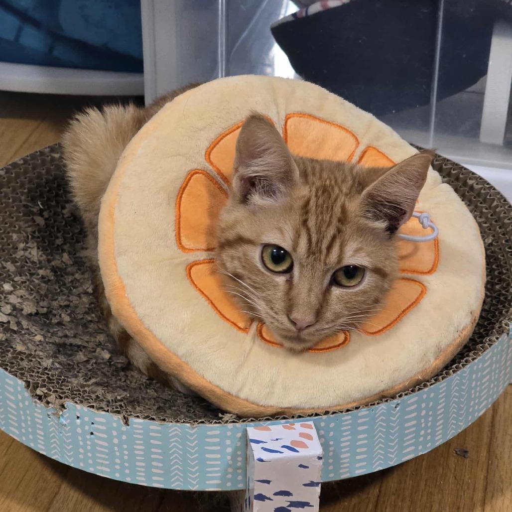 Marmalade